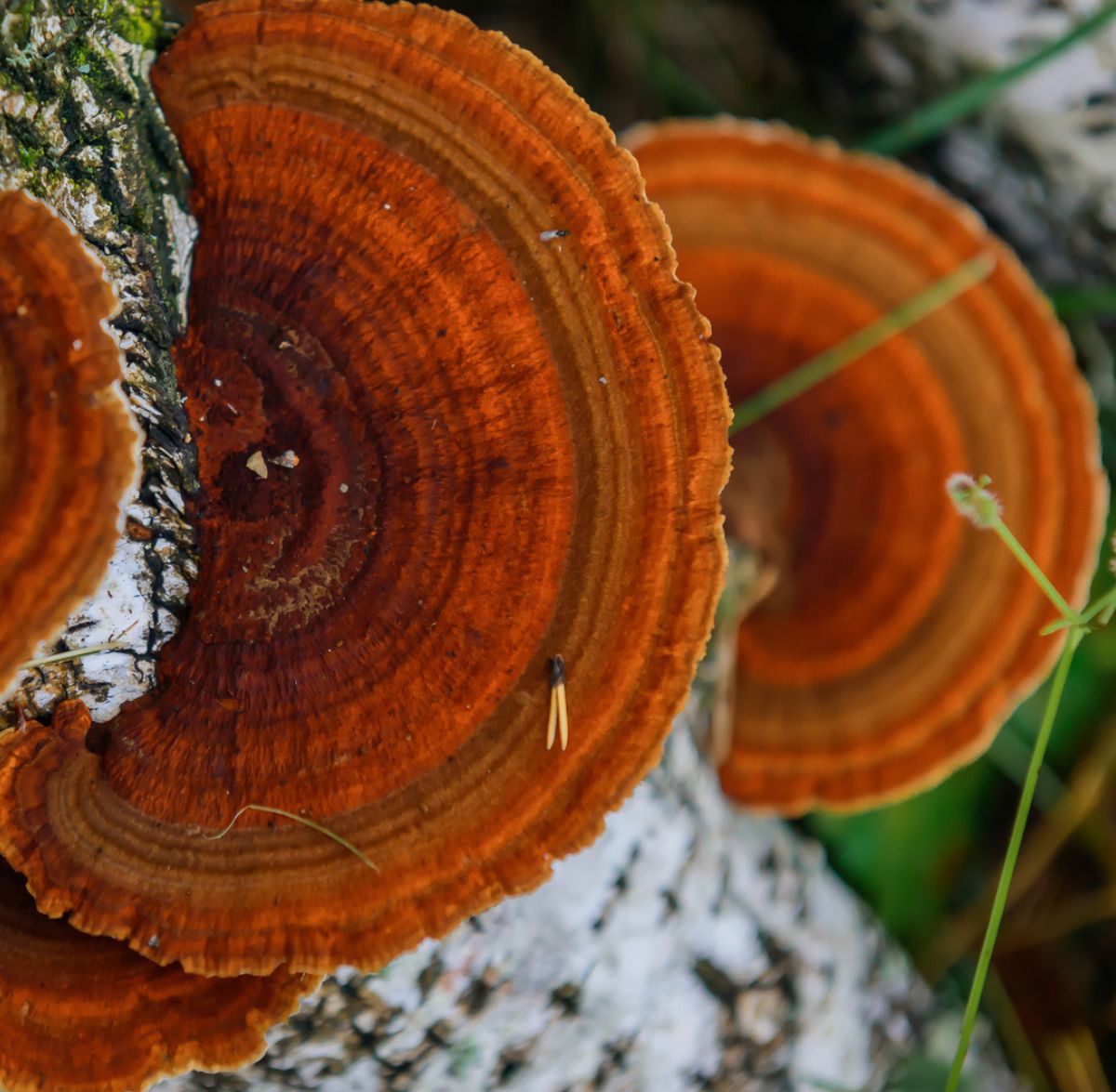 Close-up of bright orange and brown bracket fungi growing on a white tree trunk, with a green background and some grass blades partially visible.