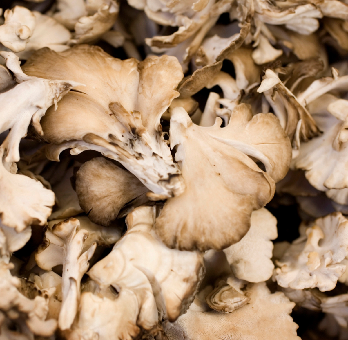 Close-up of a cluster of maitake mushrooms with layered, ruffled beige and tan caps, displaying their delicate and intricate texture.