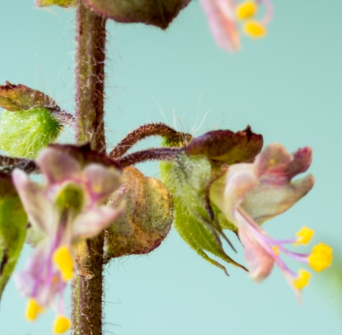 Close-up of small, delicate flowers with light purple petals and yellow stamens on a fuzzy green stem, set against a pale blue background.
