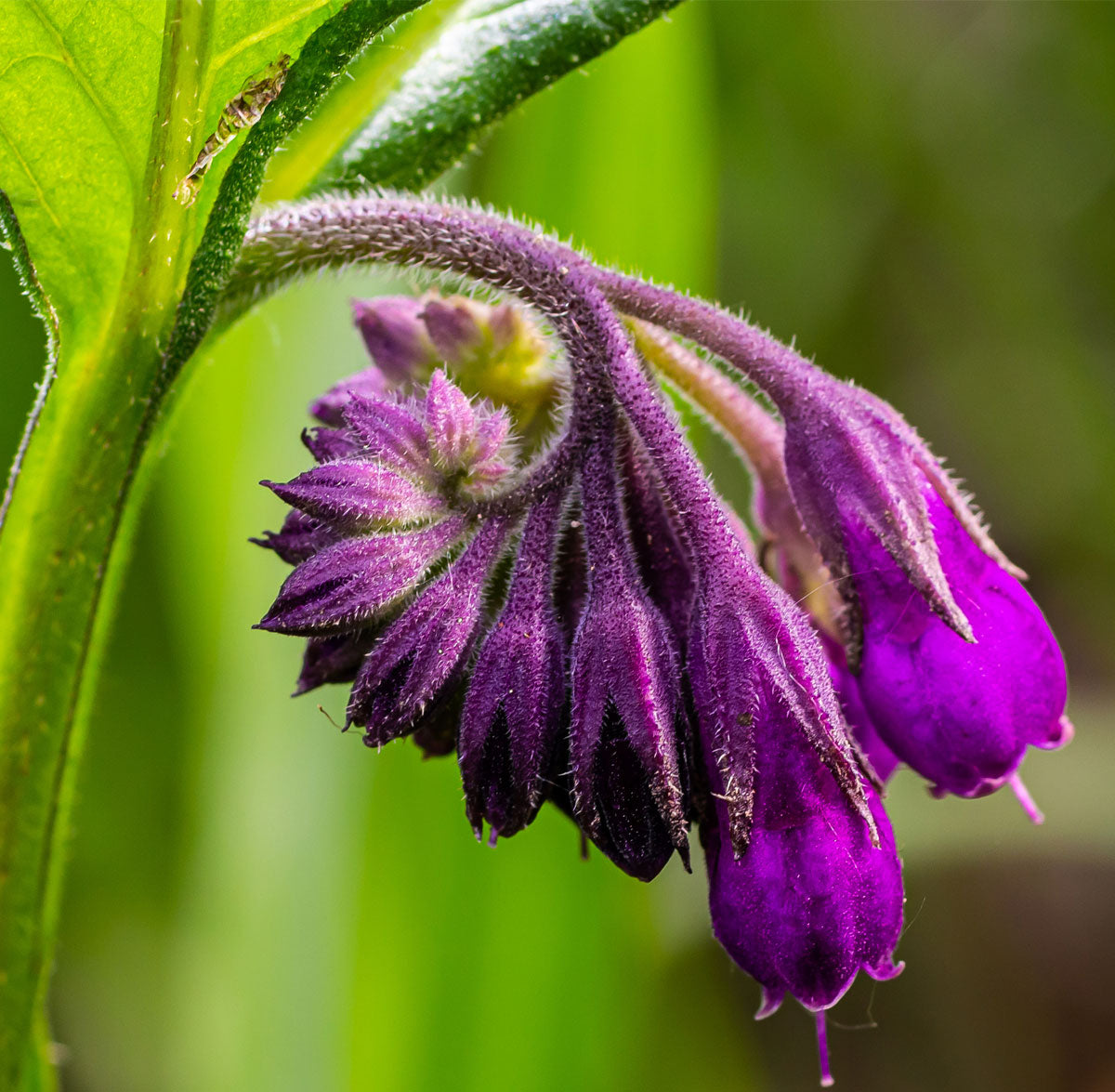 Comfrey