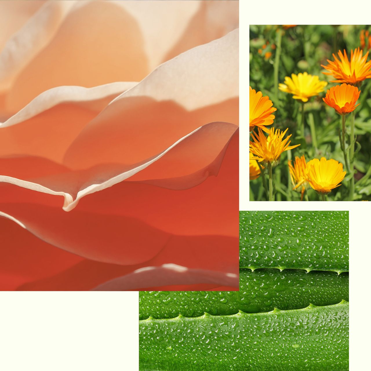Flowers_Rose_Clay_Face_Mask_2.jpg