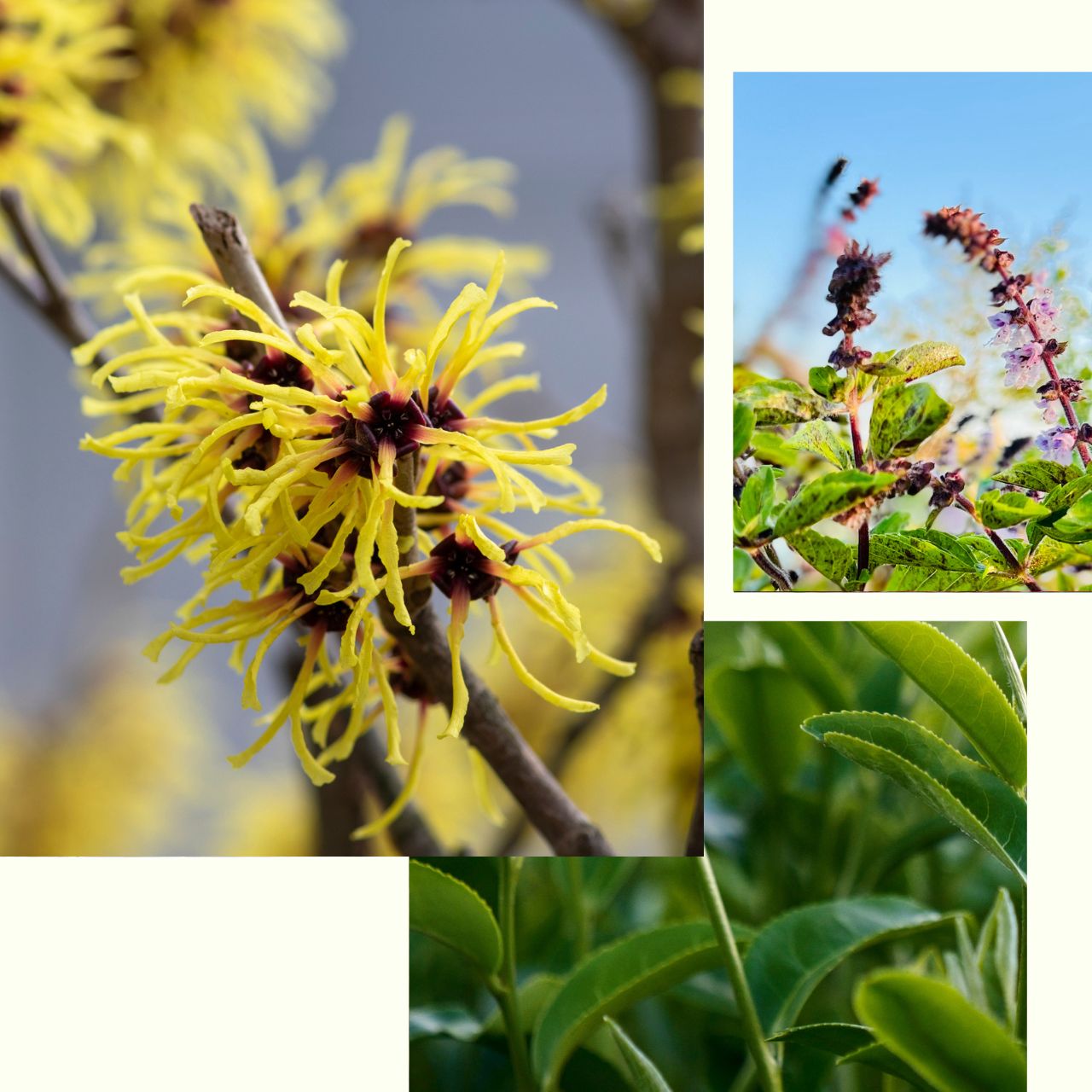 Green_Tea_Tulsi_Toner.jpg