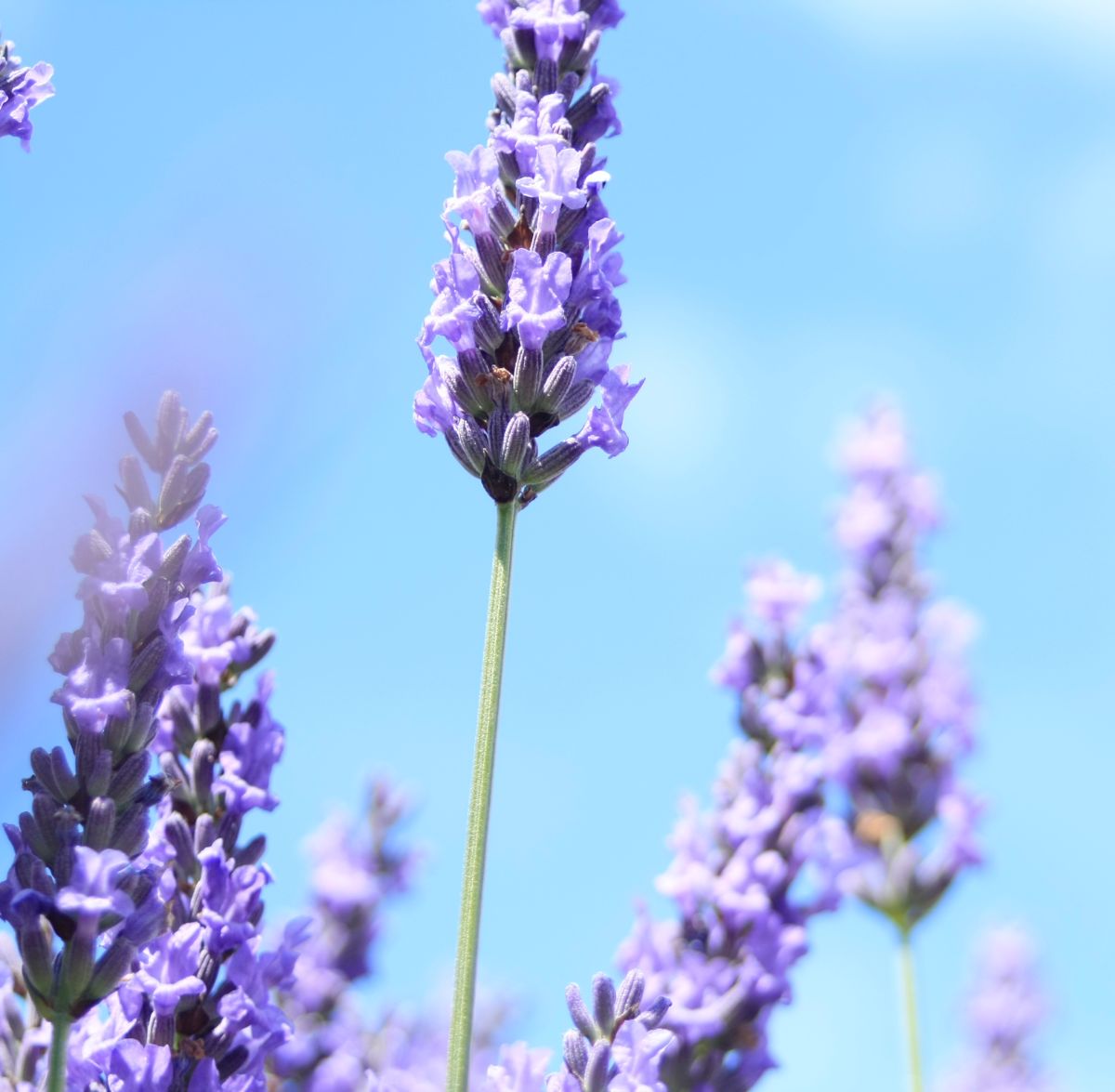 Lavender.jpg
