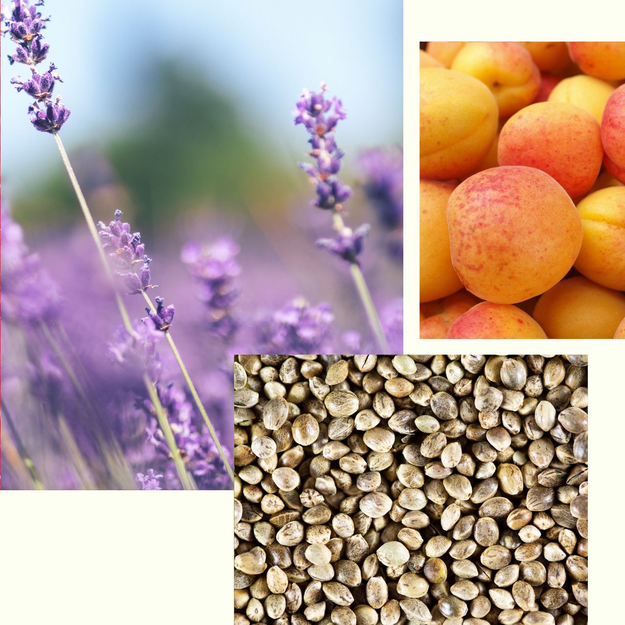 Lavender_Body_Oil.jpg