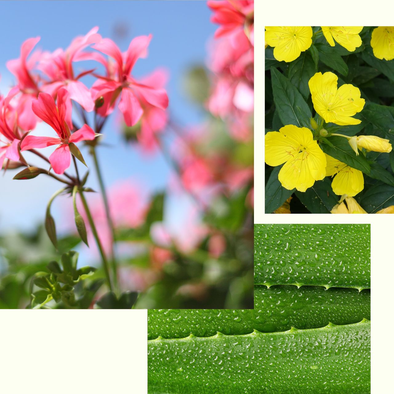 Rose_Geranium_Face_Cream.jpg
