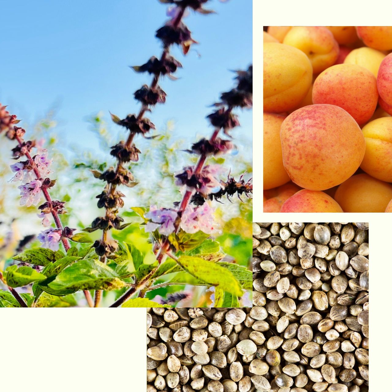 Tulsi_Body_Oil.jpg