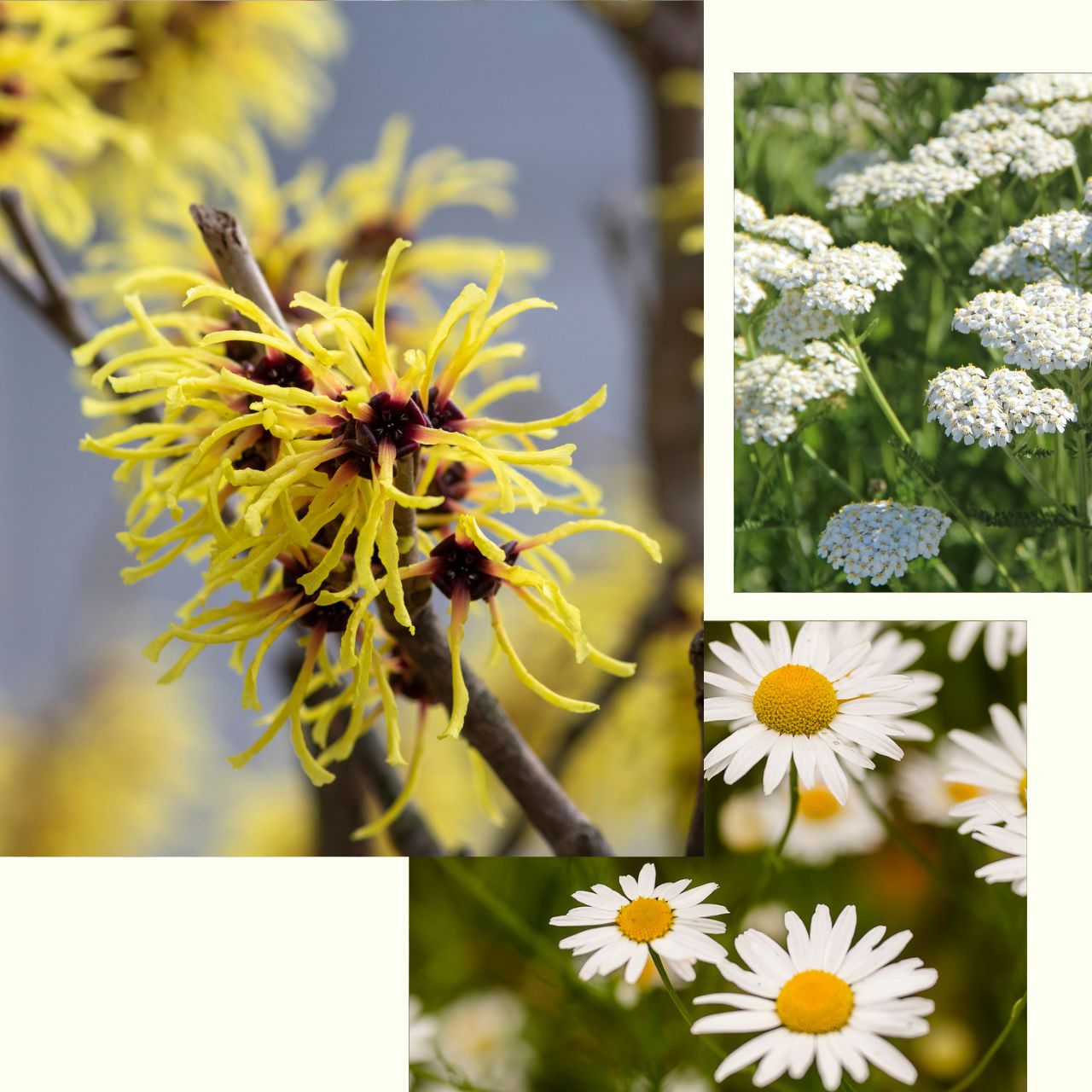 Wildflower_Facial_Tonic.jpg